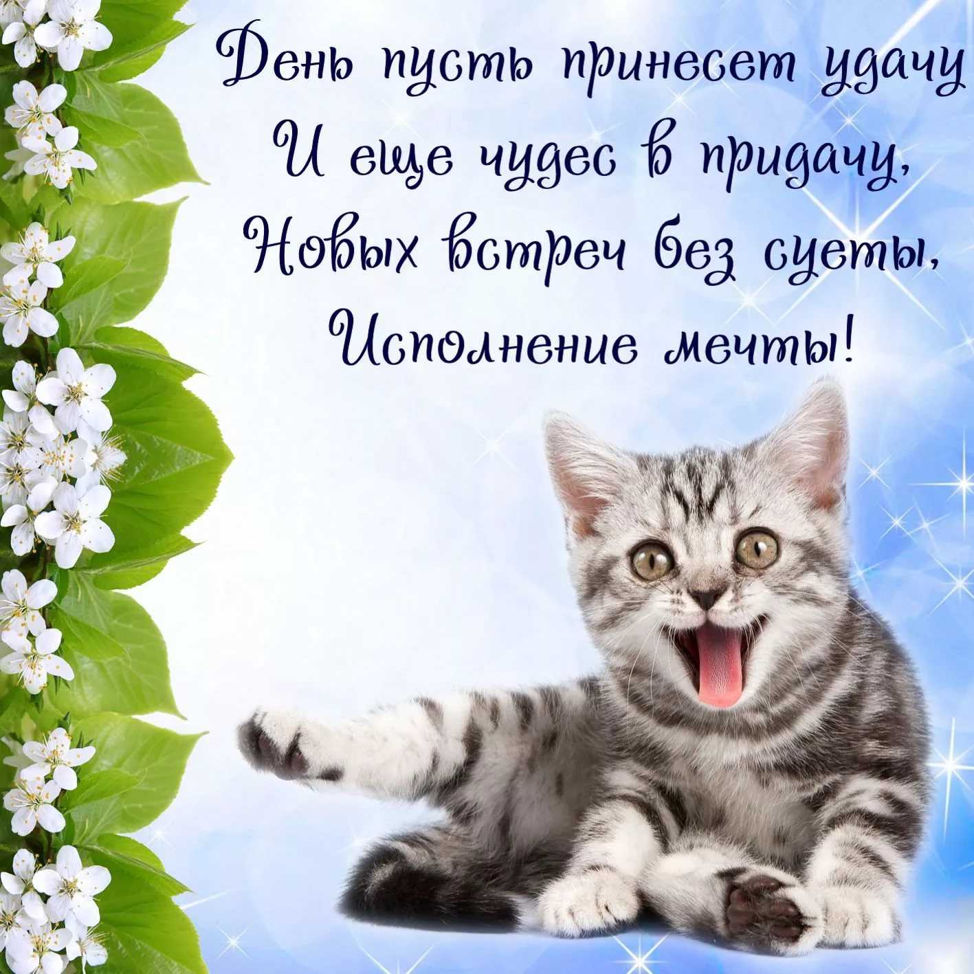 Поздравления с днем рождения женщине стих с кошкой