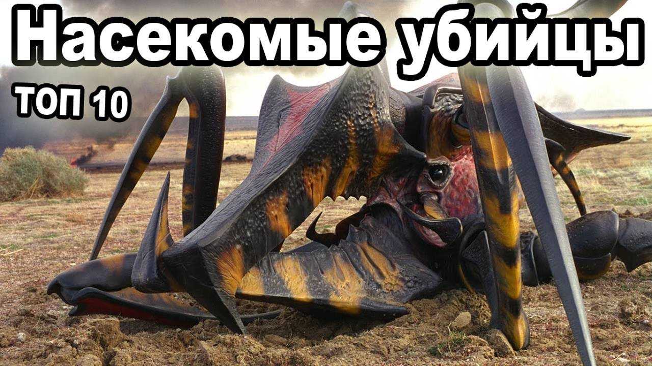 Бразильский странствующий паук и насколько ядовитый его укус