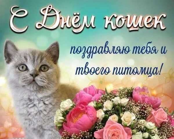 Поздравления с днем рождения женщине с любимыми кошками! красочные и оригинальные пожелания