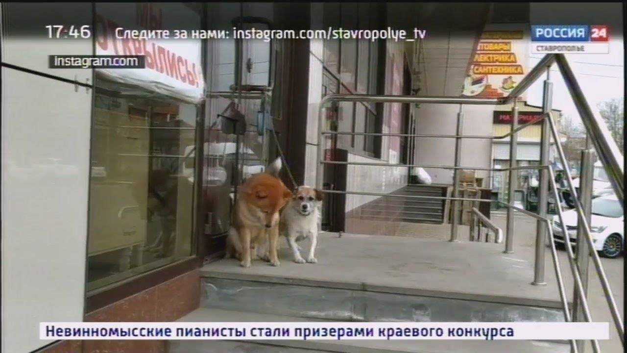 Можно ли с собакой в магазин